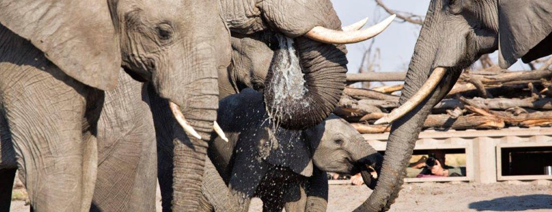 Hyena Pan Tented Camp