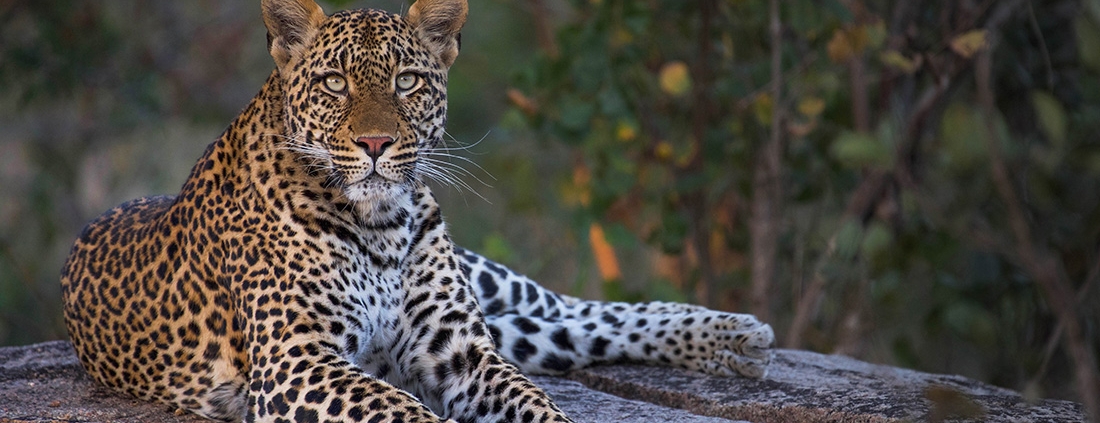 Leopardo en Mala Mala