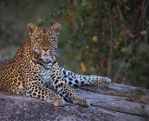 Leopardo en Mala Mala