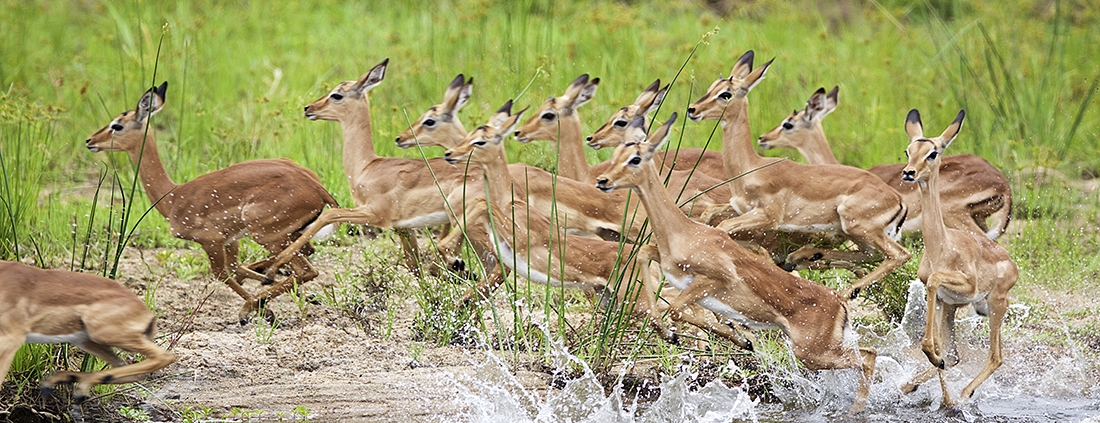 Impalas cruzando el rio - Mala Mala