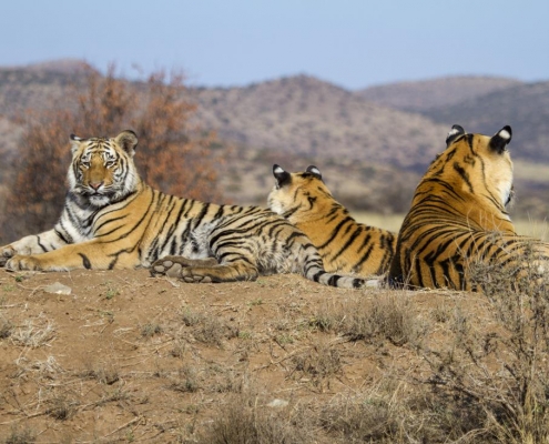 Tiger Canyon - Free State - Sudafrica