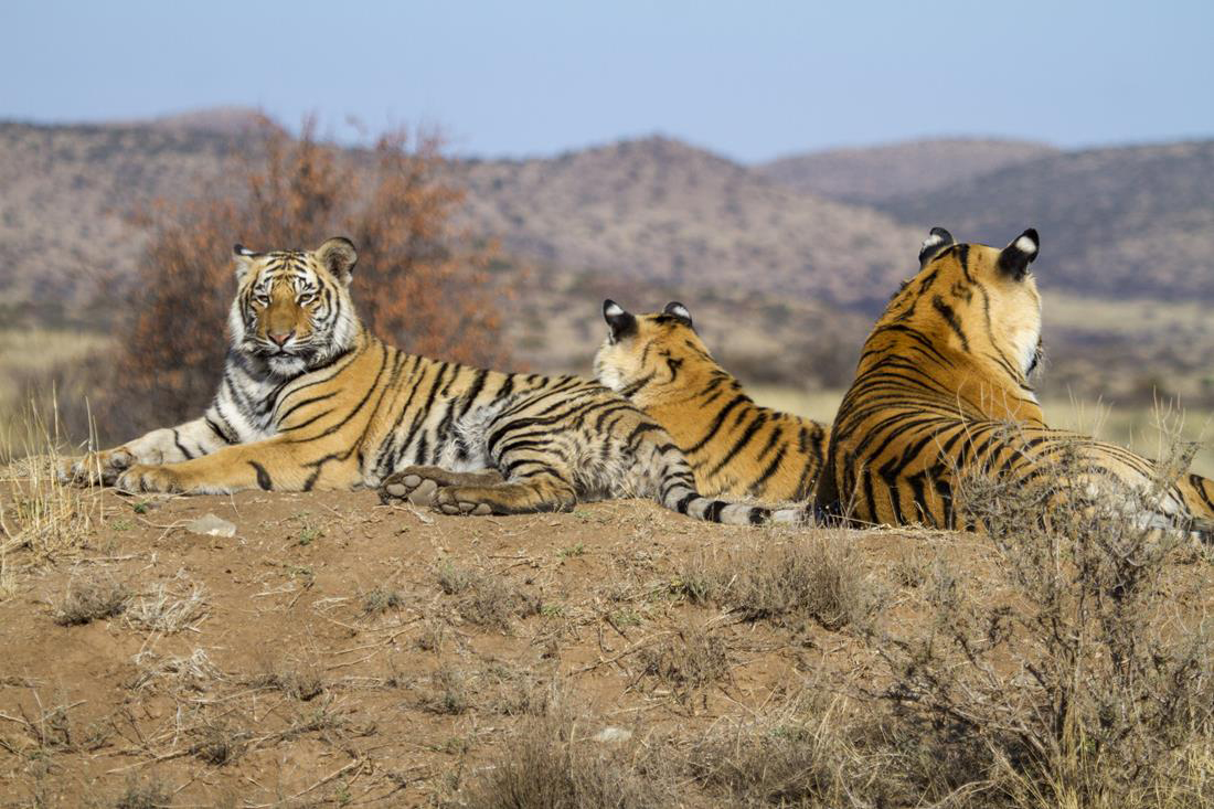 Tigres Salvajes En Africa
