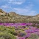 Namaqualand - Cabo Norte - Sudafrica