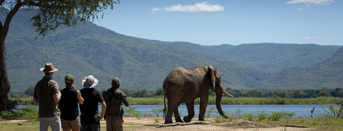 Safari a pie - Nyamatusi Camp - Mana Pools