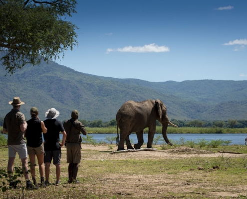 Safari a pie - Nyamatusi Camp - Mana Pools