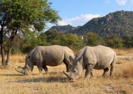 Amalinda Lodge - Rhino Tracking