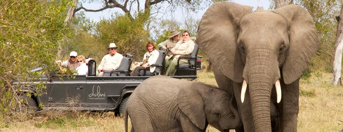 Dulini Leadwood Dulini Leadwood