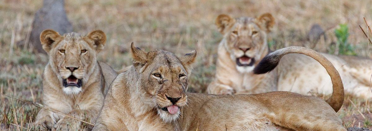 Kafue River Lodge - Safari
