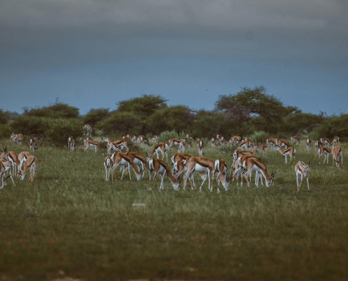 Migration Expeditions - Manada de springbok