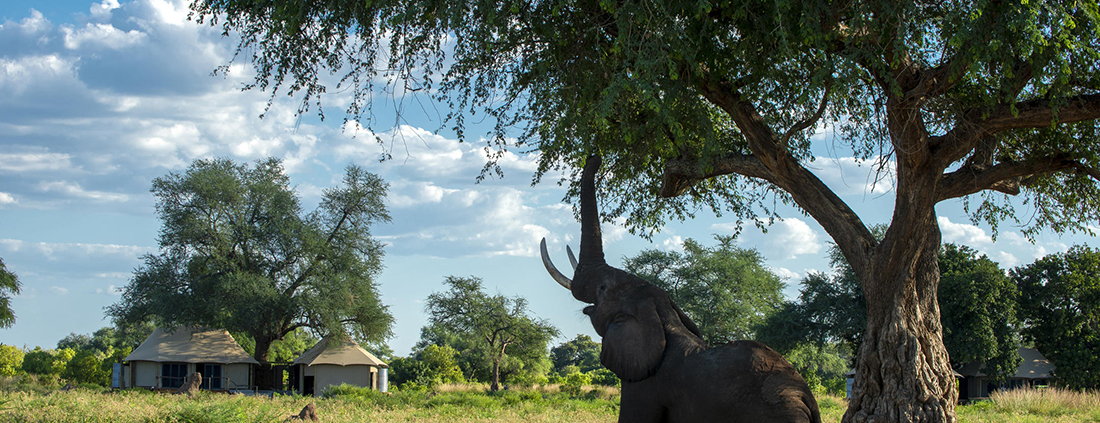Nyamatusi Mahogany - Vida salvaje frente al lodge