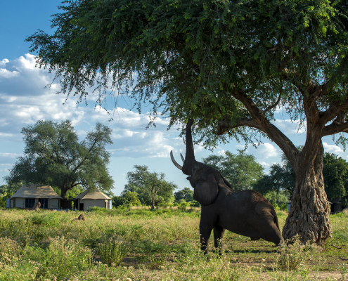 Nyamatusi Mahogany - Vida salvaje frente al lodge