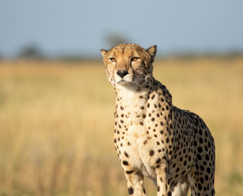 Safari Movil - Guepardo 01