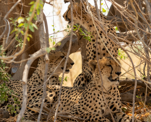 Safari Movil - Guepardo 02