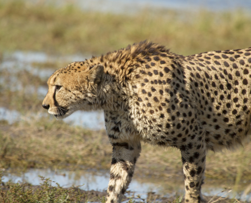 Botswana 20150903