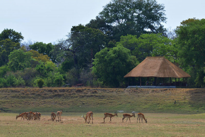 Nanzhila Lake Camp - Vida salvaje