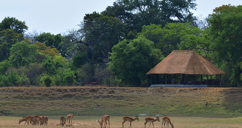 Nanzhila Lake Camp (8) Nanzhila Lake Camp - Vida salvaje