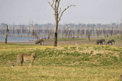 Cheetah frente a Nanzhila Lake Camp