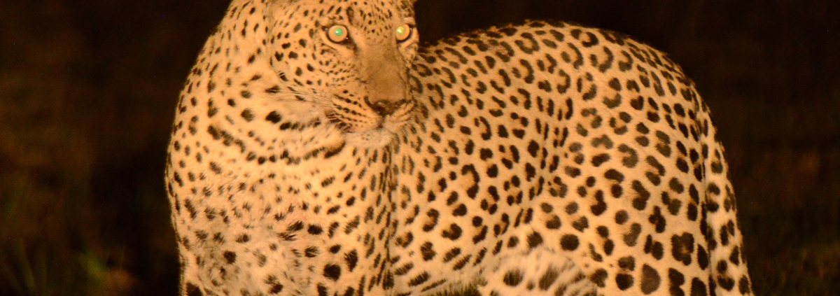 Karangoma, safari nocturno