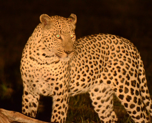 Karangoma, safari nocturno