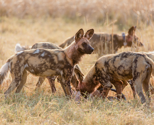 Khwai Guest House - Safari